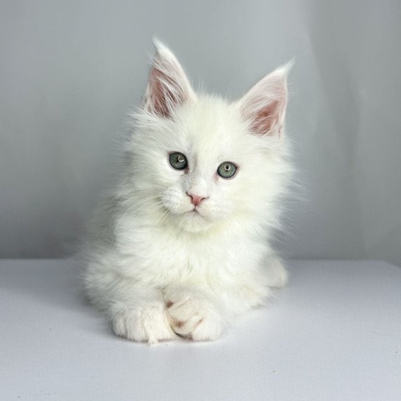 Maine Coon EZ Gordey