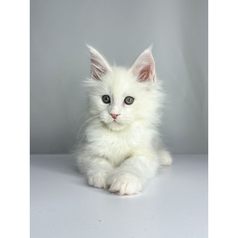 Maine Coon EZ Gordey