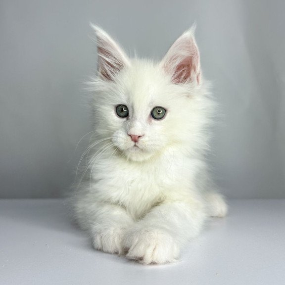 Maine Coon EZ Gordey