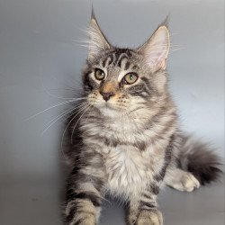Maine Coon EZ Hugo