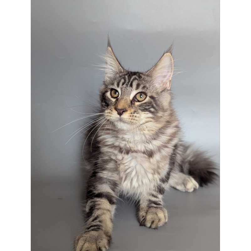 Maine Coon EZ Hugo