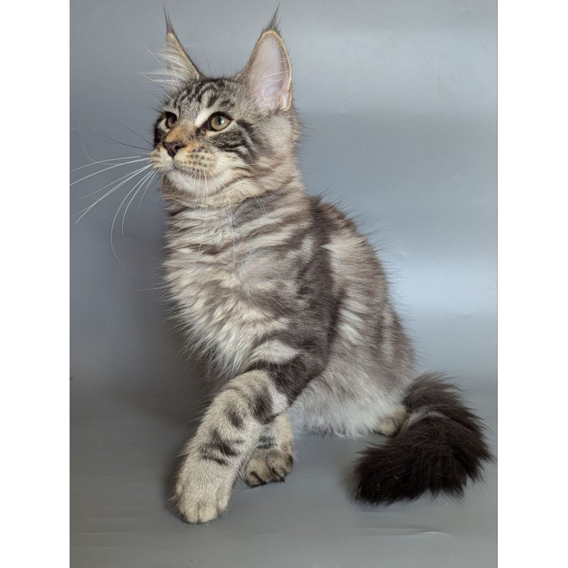 Maine Coon EZ Hugo