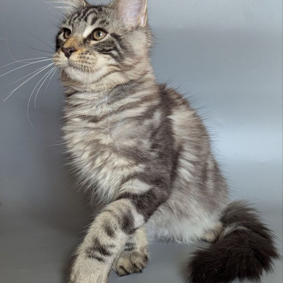 Maine Coon EZ Hugo