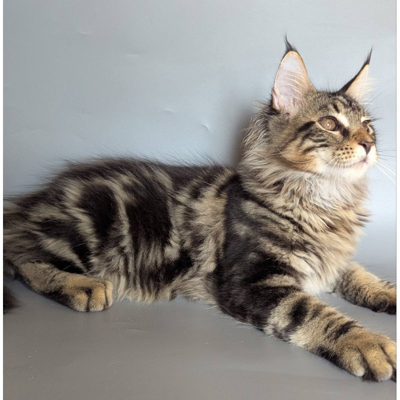 Maine Coon EZ Harold
