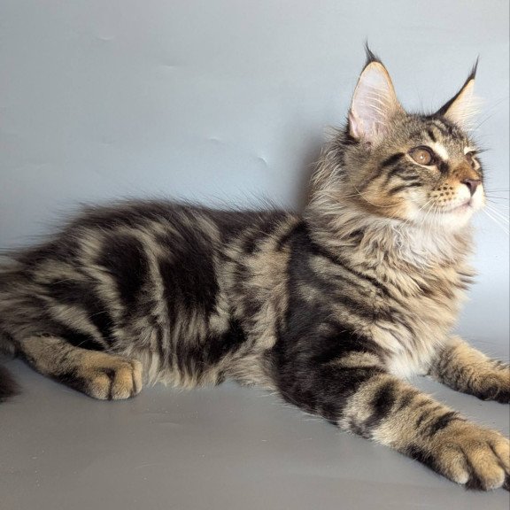 Maine Coon EZ Harold