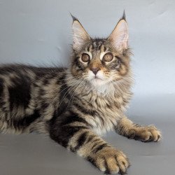 Maine Coon EZ Harold