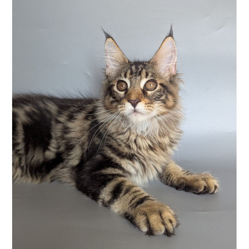 Maine Coon EZ Harold