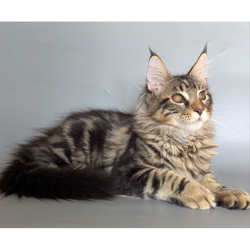 Maine Coon EZ Harold