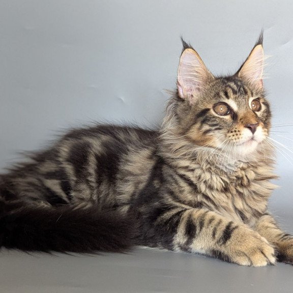 Maine Coon EZ Harold