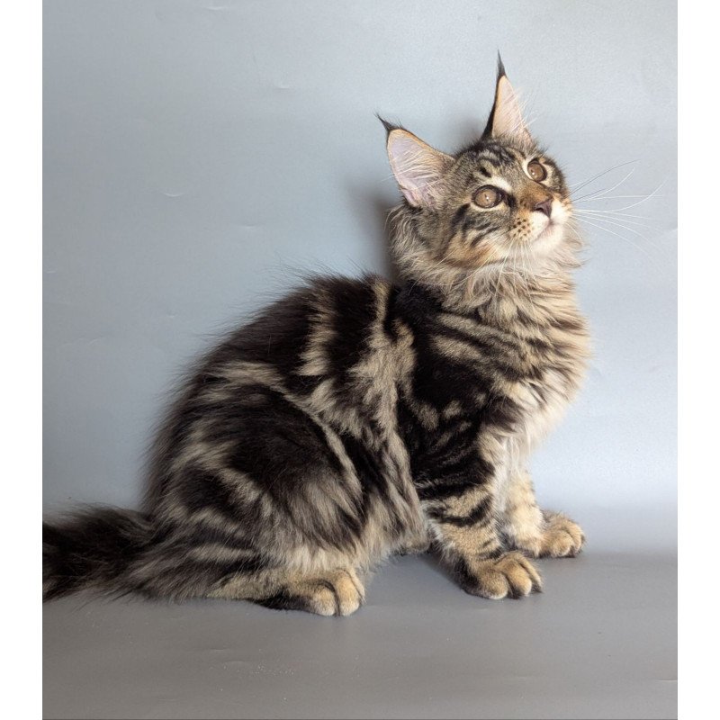 Maine Coon EZ Harold