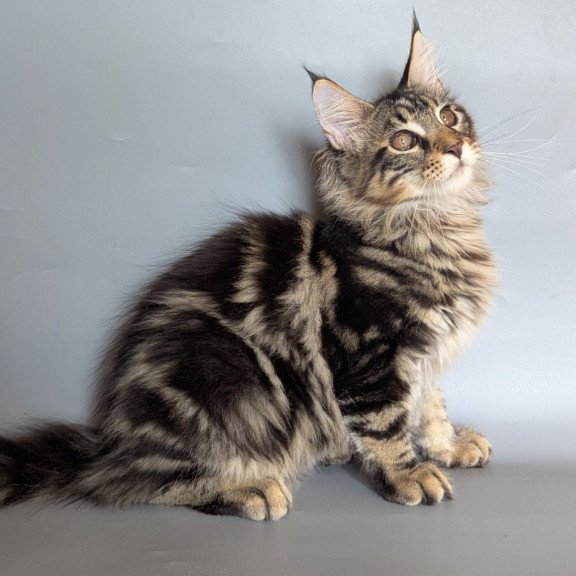 Maine Coon EZ Harold