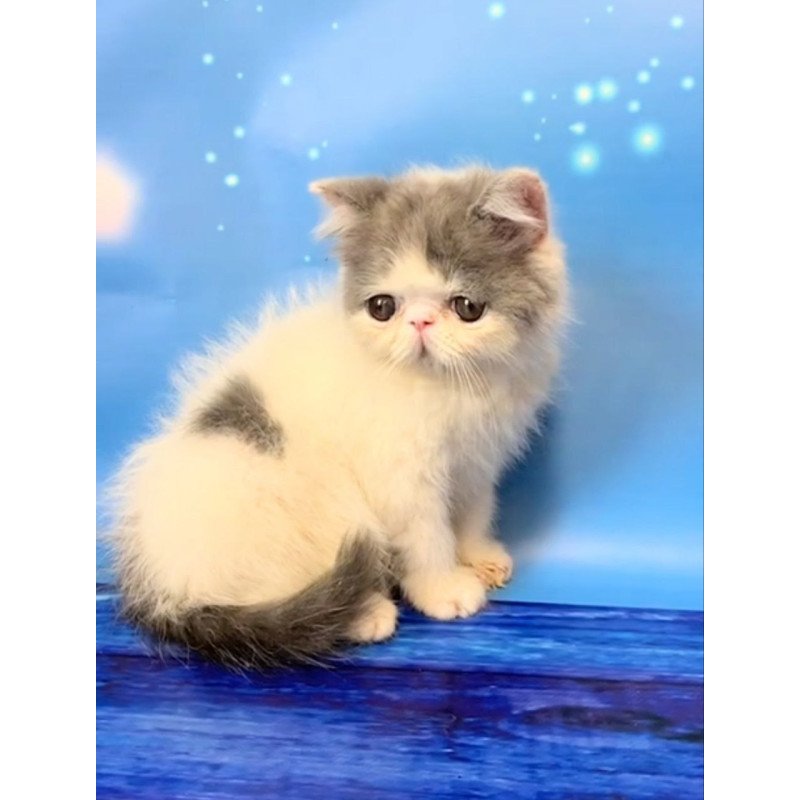 Exotic EZ Zefs