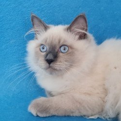 Siberian EZ Archie