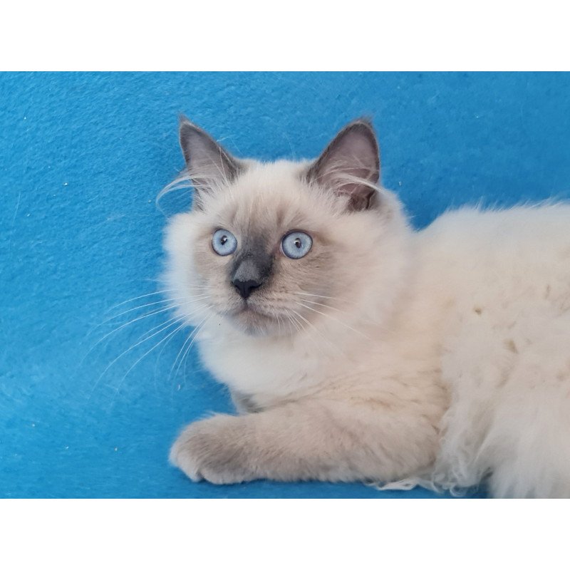 Siberian EZ Archie