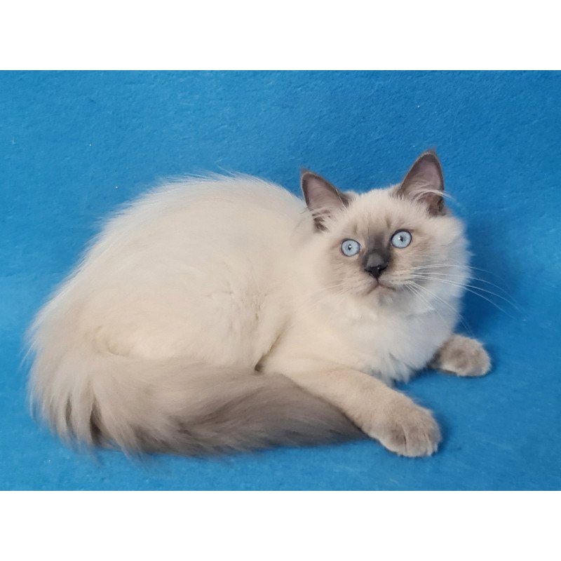 Siberian EZ Archie