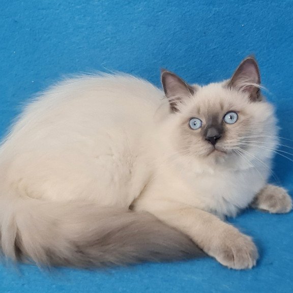 Siberian EZ Archie
