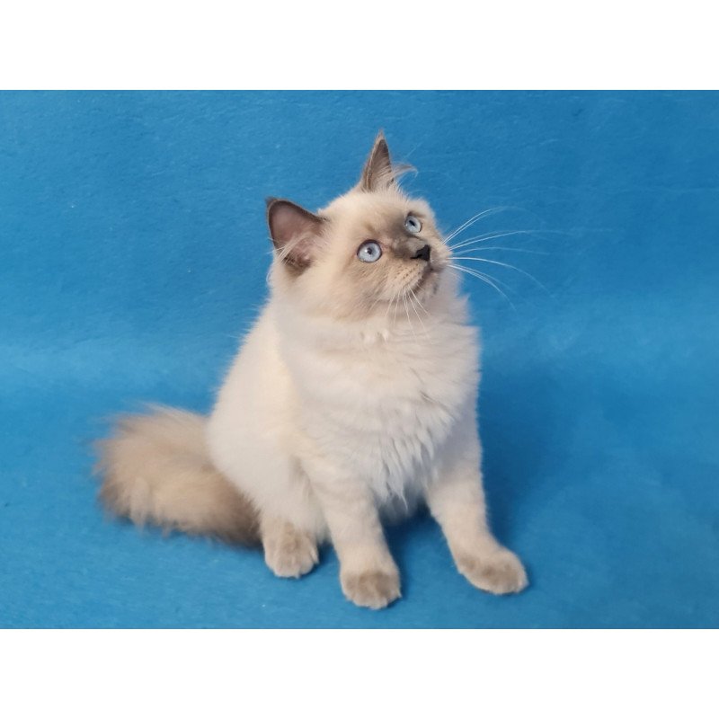Siberian EZ Archie