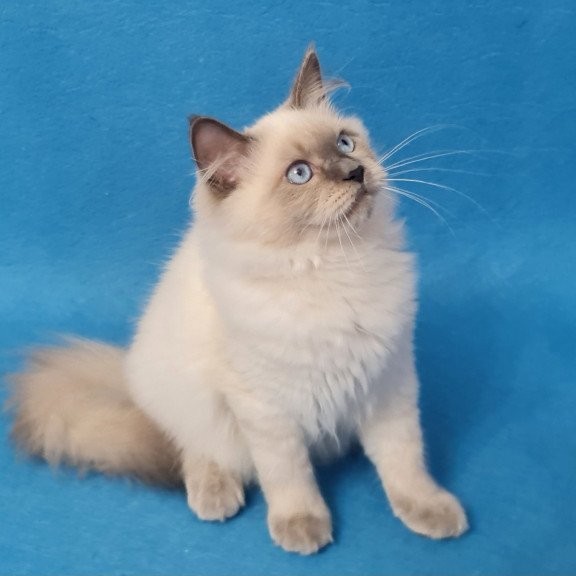 Siberian EZ Archie