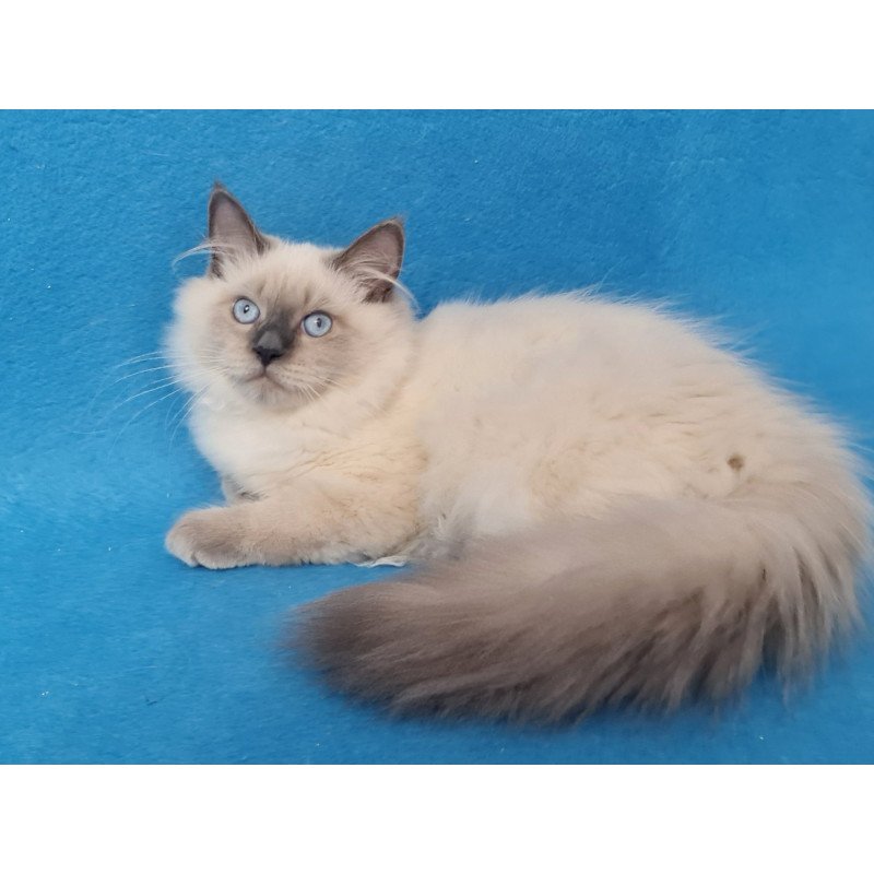 Siberian EZ Archie