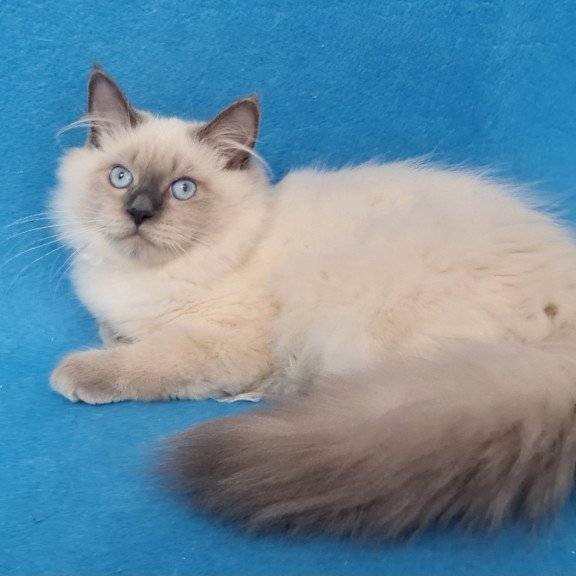 Siberian EZ Archie