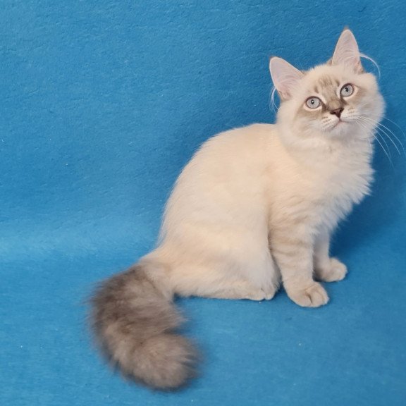 Siberian EZ Angel