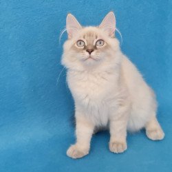Siberian EZ Angel