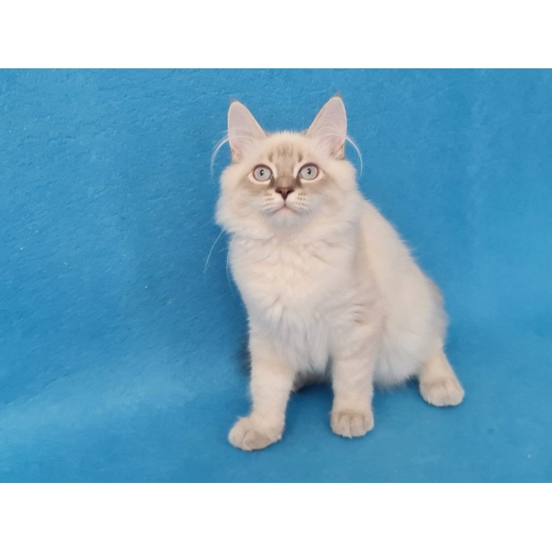 Siberian EZ Angel