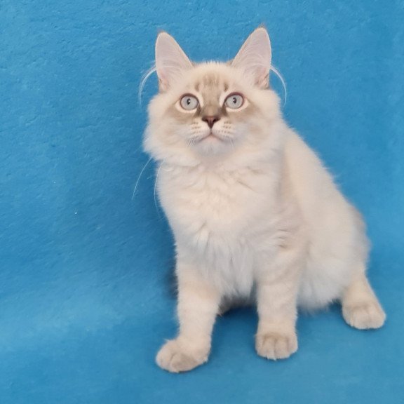 Siberian EZ Angel