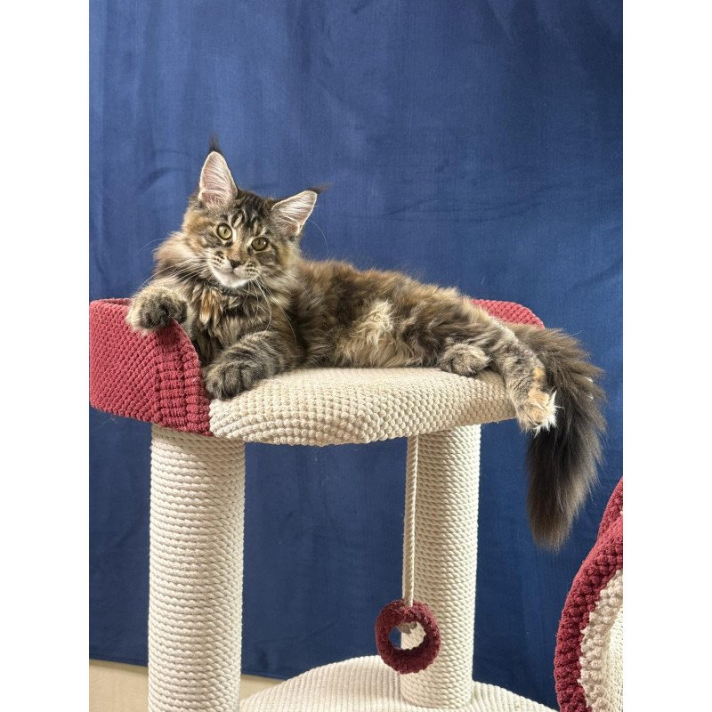 Maine Coon EZ Calina