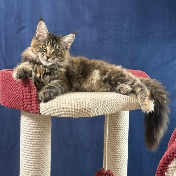 Maine Coon EZ Calina