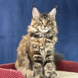 Maine Coon EZ Calina