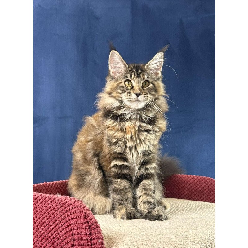 Maine Coon EZ Calina