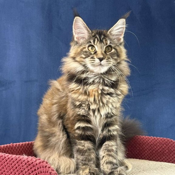Maine Coon EZ Calina