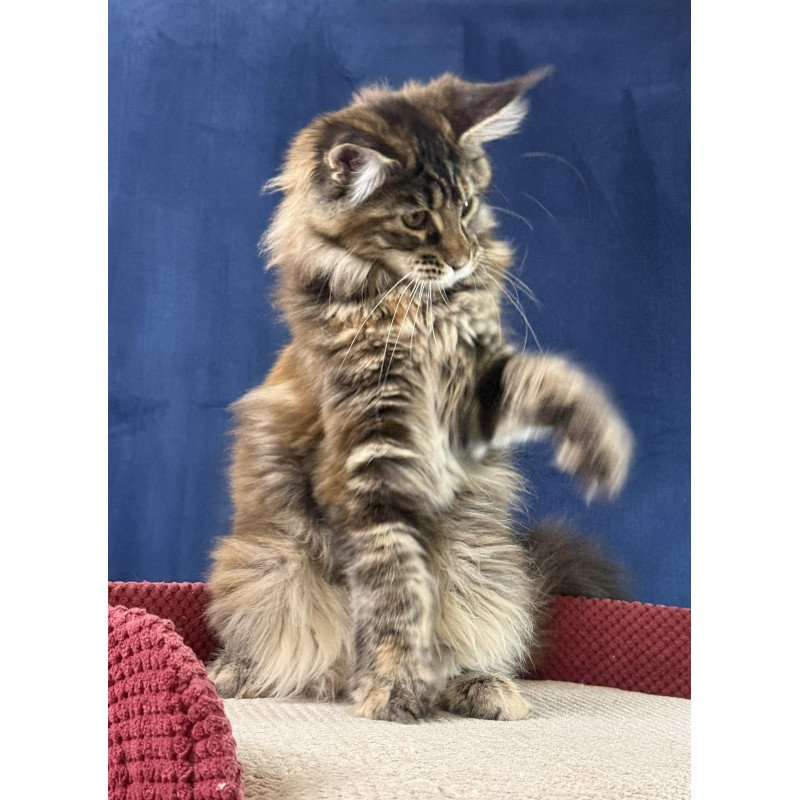 Maine Coon EZ Calina