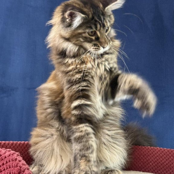 Maine Coon EZ Calina