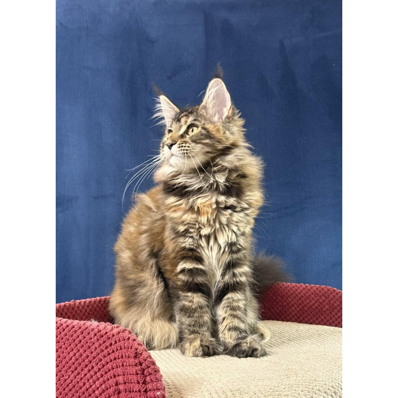 Maine Coon EZ Calina