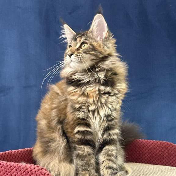 Maine Coon EZ Calina