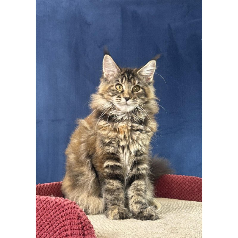 Maine Coon EZ Calina