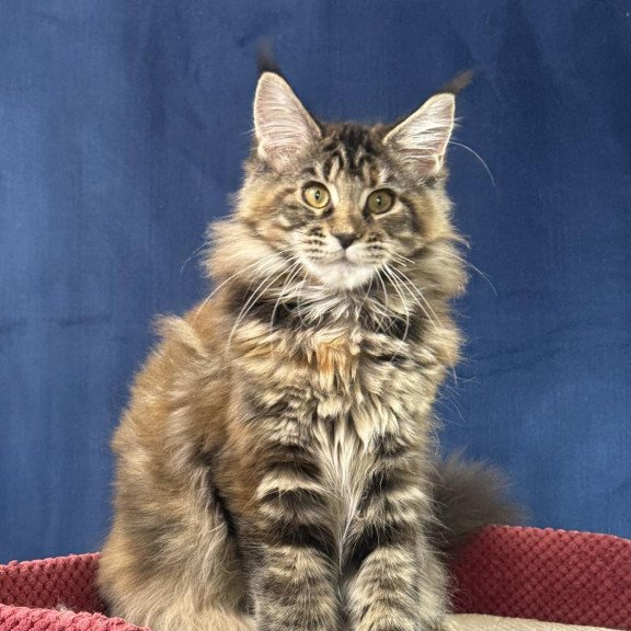 Maine Coon EZ Calina