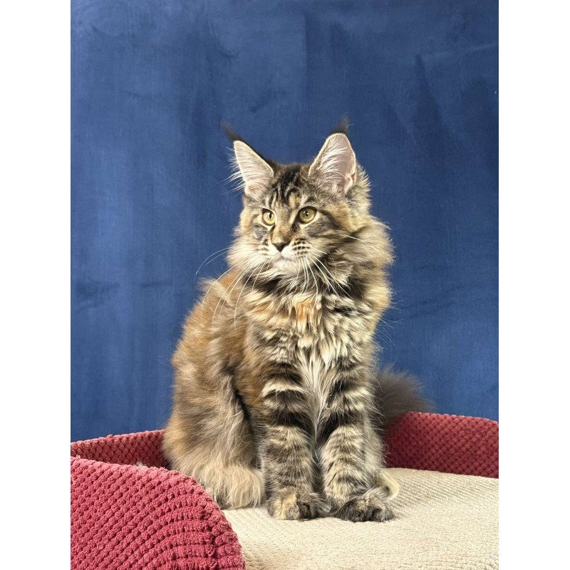 Maine Coon EZ Calina