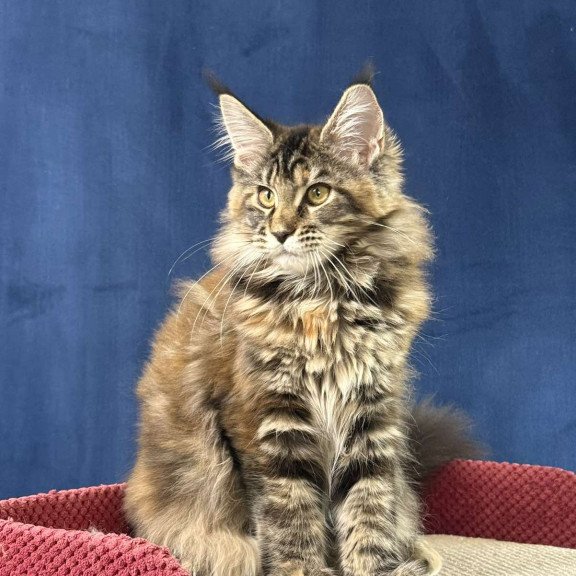 Maine Coon EZ Calina