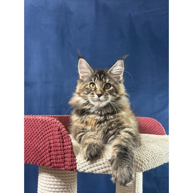 Maine Coon EZ Calina