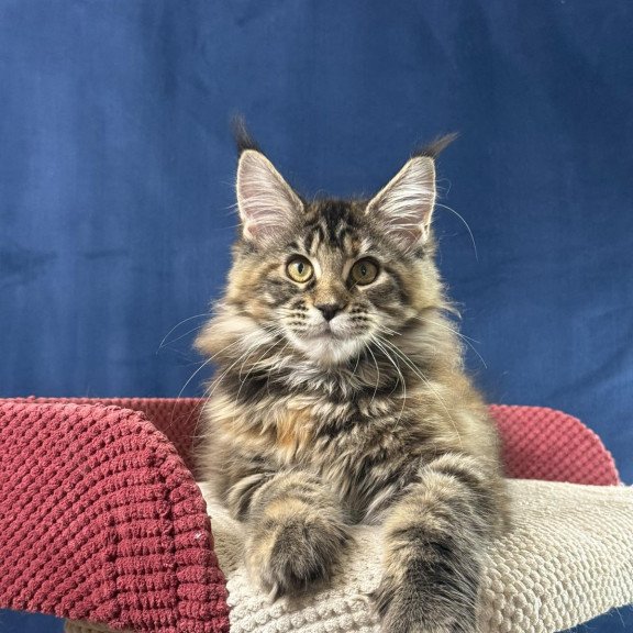 Maine Coon EZ Calina