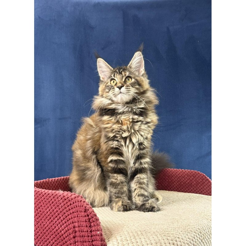 Maine Coon EZ Calina