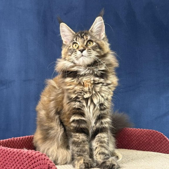 Maine Coon EZ Calina