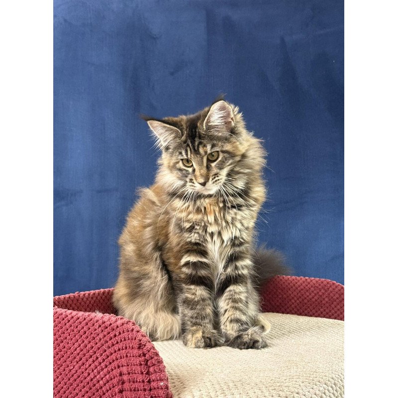 Maine Coon EZ Calina
