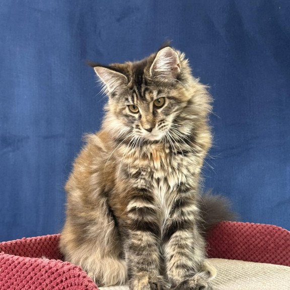Maine Coon EZ Calina
