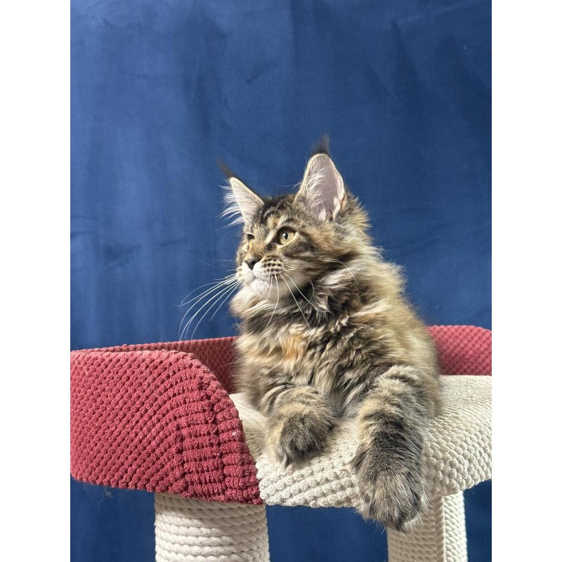 Maine Coon EZ Calina