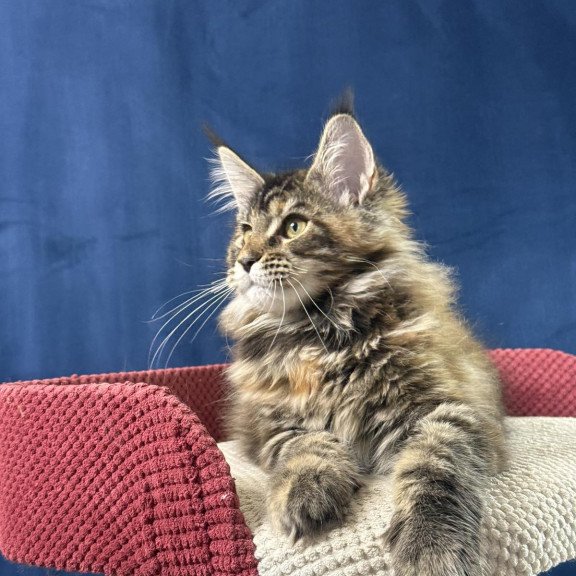 Maine Coon EZ Calina