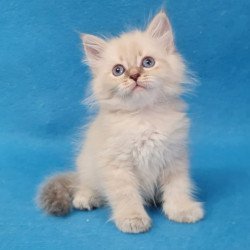 Siberian EZ Buddy